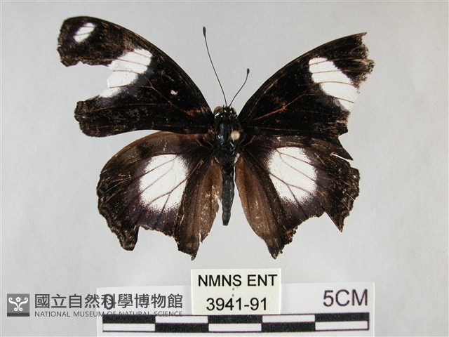 雌擬幻蛺蝶、雌紅紫蛺蝶藏品圖，第1張