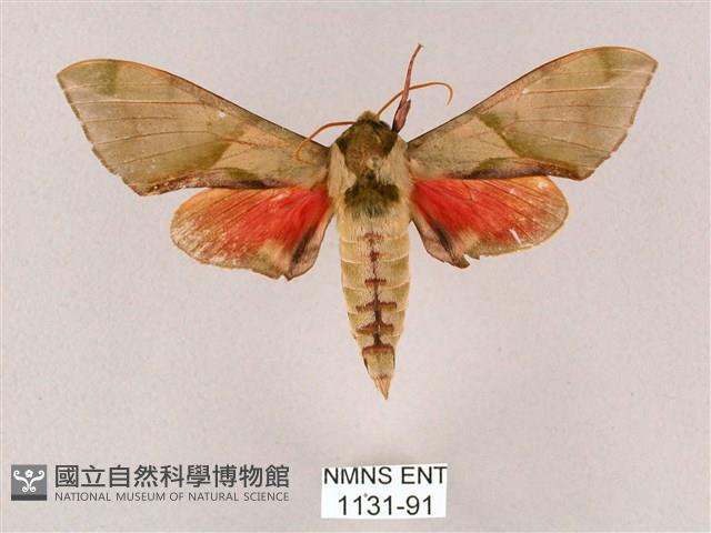 榆綠天蛾藏品圖，第1張