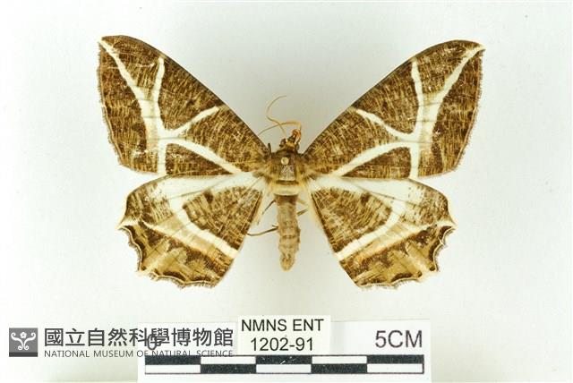 樹形尺蛾藏品圖，第1張