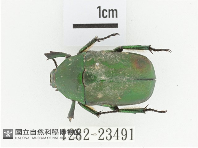寶島細腳騷金龜藏品圖，第1張