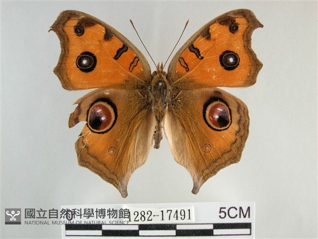 眼蛺蝶、孔雀蛺蝶藏品圖，第1張