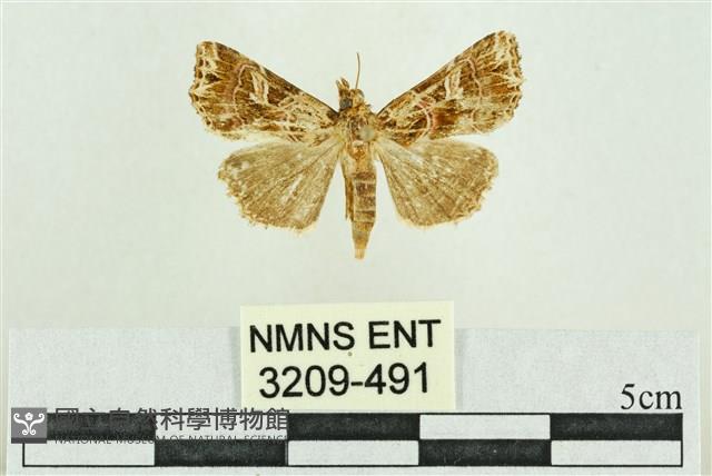 弧角散紋夜蛾藏品圖，第1張