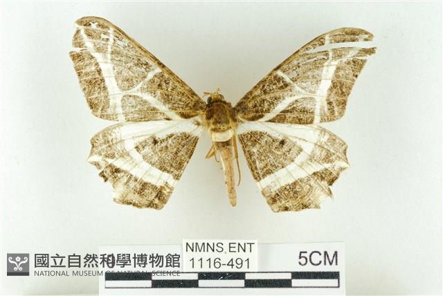 樹形尺蛾藏品圖，第1張