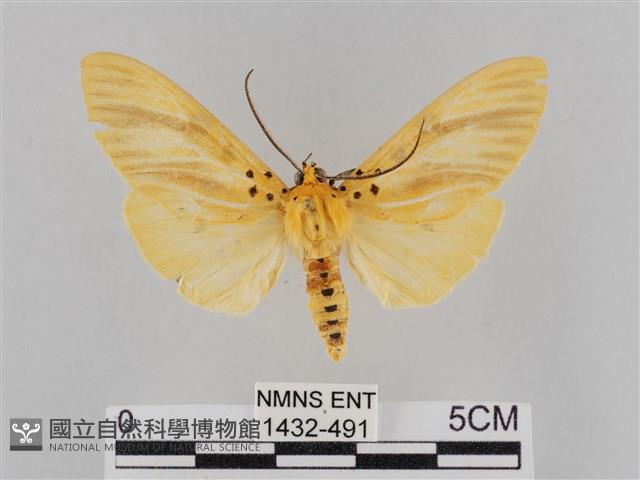 橙擬燈蛾藏品圖，第1張