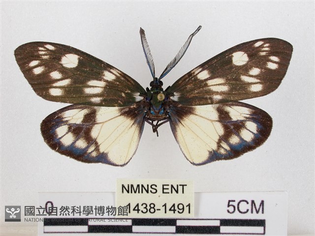 蓬萊茶斑蛾藏品圖，第1張
