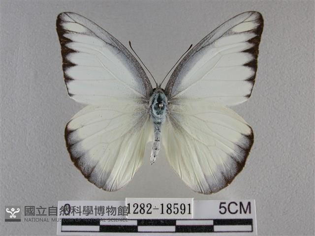 異色尖粉蝶藏品圖，第1張