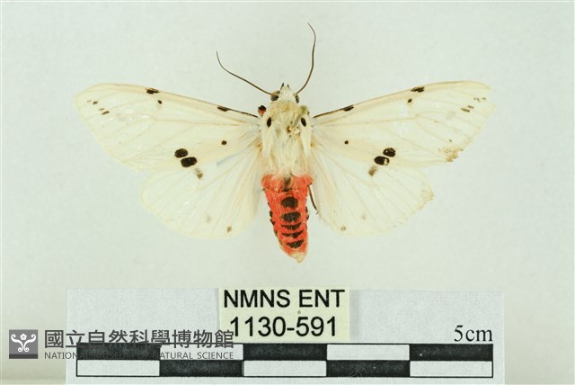 菊池污燈蛾藏品圖，第1張