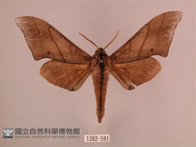 直翅六點天蛾藏品圖，第1張