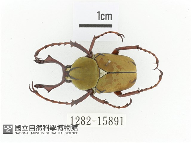 臺灣角金龜藏品圖，第1張