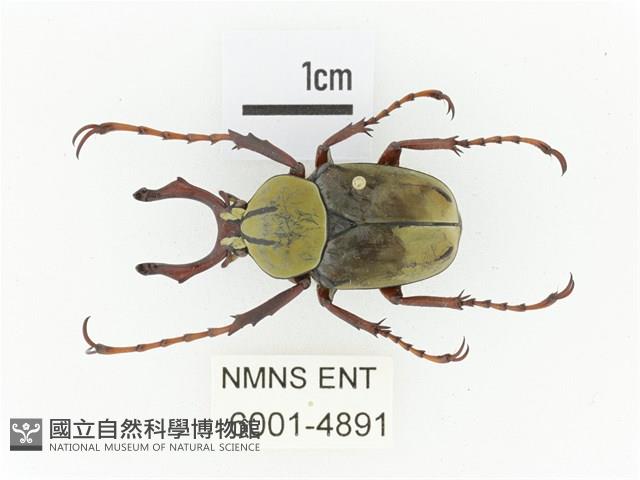 臺灣角金龜藏品圖，第1張