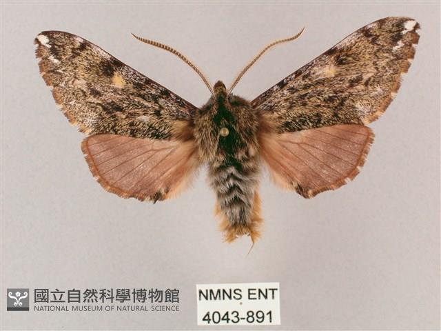 井上氏絨毛天蛾藏品圖，第1張