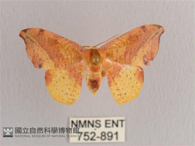 接骨木帶鉤蛾藏品圖，第1張