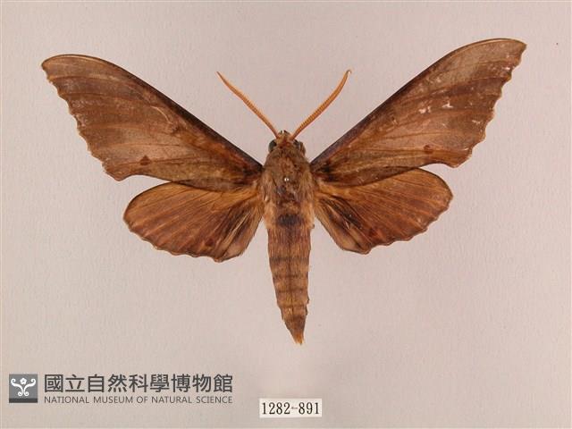 栗六點天蛾藏品圖，第1張