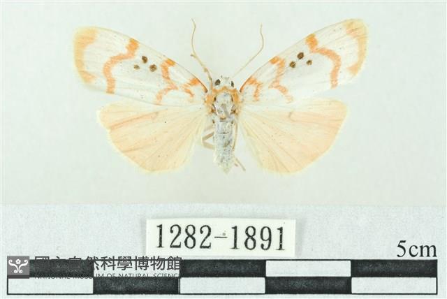 臺雪苔蛾藏品圖，第1張