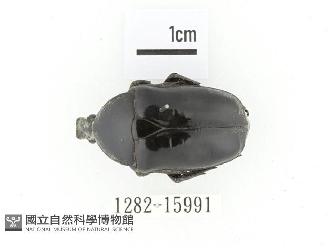 臺灣黑騷金龜藏品圖，第1張