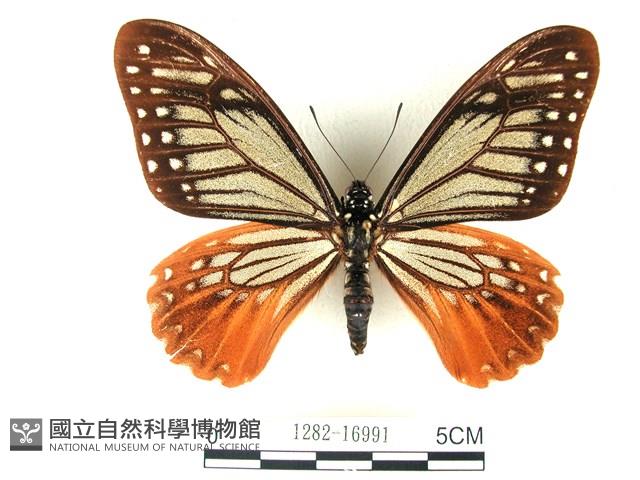 斑鳳蝶藏品圖，第1張
