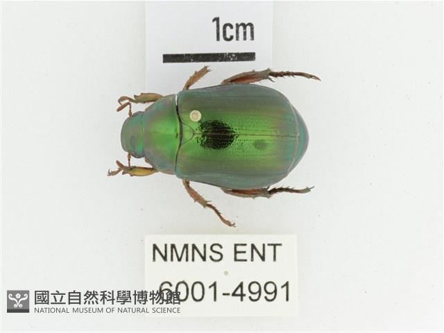 綠艷金龜藏品圖，第1張