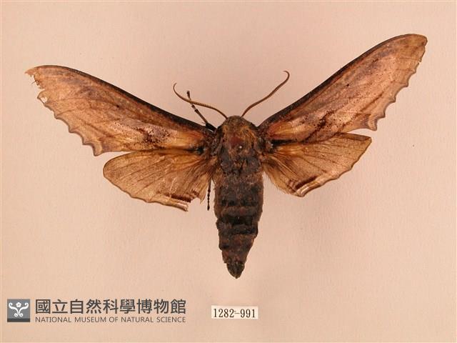臺灣鋸翅天蛾藏品圖，第1張