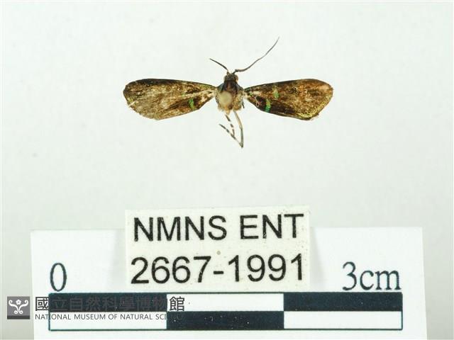 叉紋閃舞蛾藏品圖，第1張