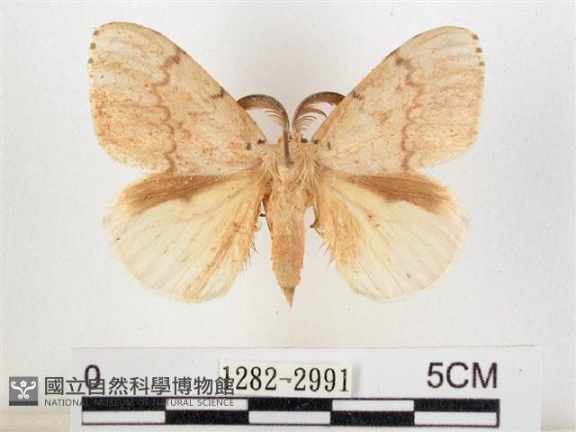 木毒蛾藏品圖，第1張