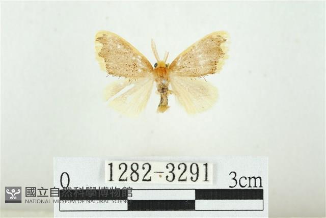 黑翅黃毒蛾藏品圖，第1張