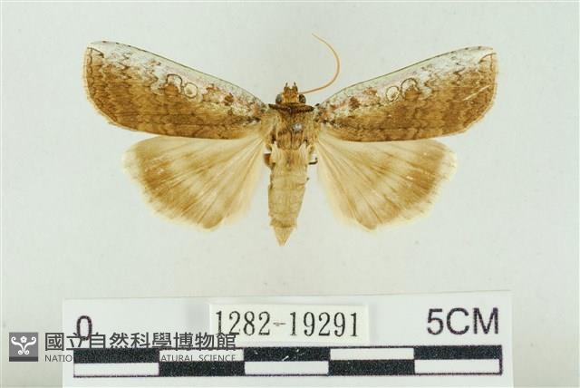 臺洒波紋蛾藏品圖，第1張