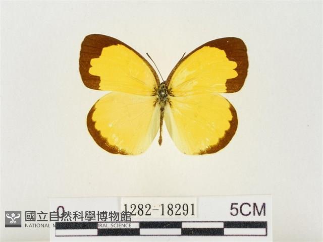 島嶼黃蝶、江崎黃蝶藏品圖，第1張