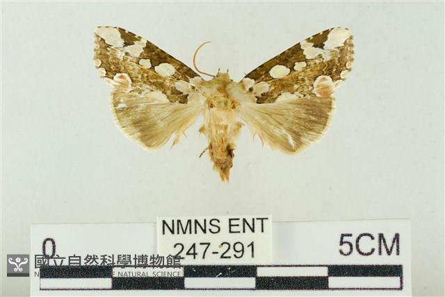 連珠波紋蛾藏品圖，第1張