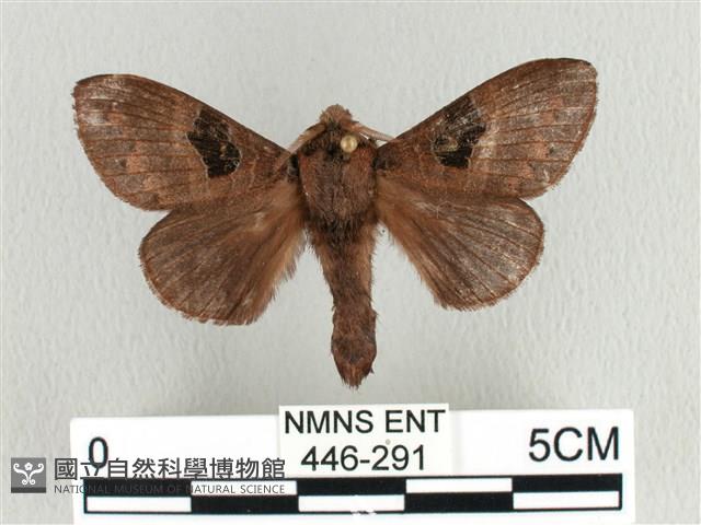 大斑Y毛蟲藏品圖，第1張