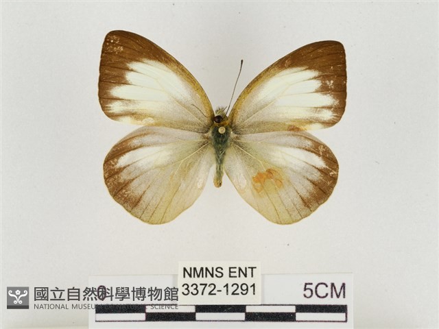 淡褐脈粉蝶藏品圖，第1張