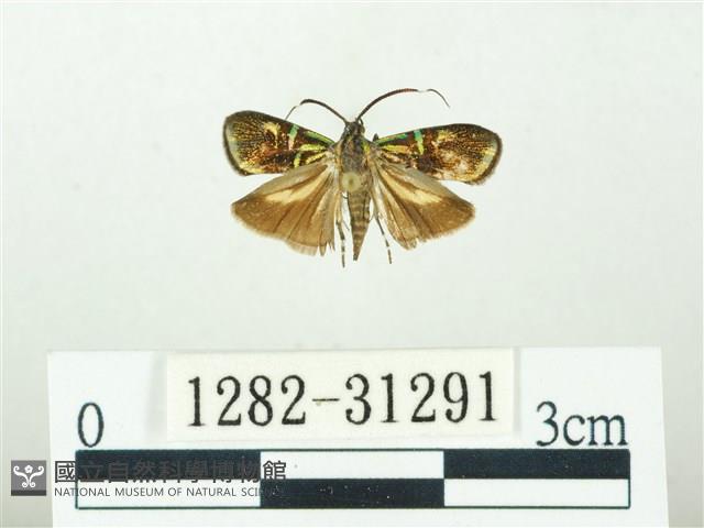 叉紋閃舞蛾藏品圖，第1張