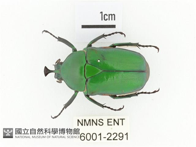 臺灣扇角金龜藏品圖，第1張