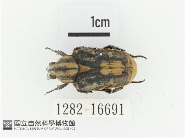 黃斑陷紋金龜藏品圖，第1張