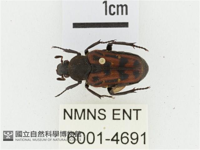 叉斑陷紋金龜藏品圖，第1張