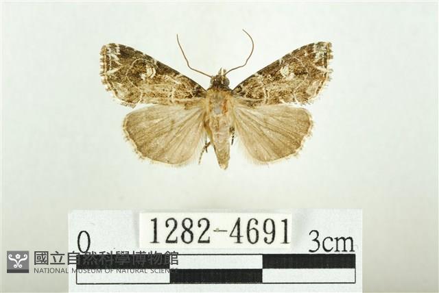 白斑散紋夜蛾藏品圖，第1張