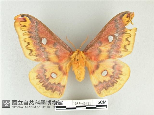 銀目天蠶蛾藏品圖，第1張