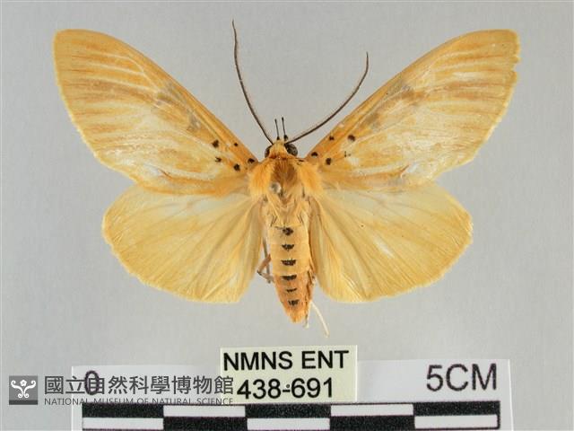 橙擬燈蛾藏品圖，第1張