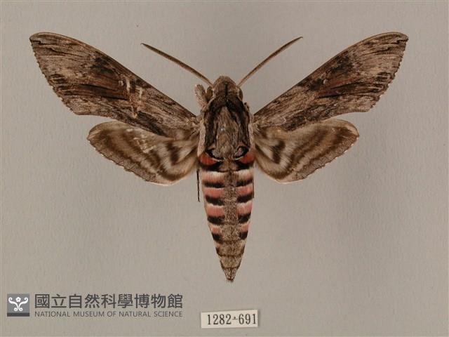 蝦殼天蛾藏品圖，第1張