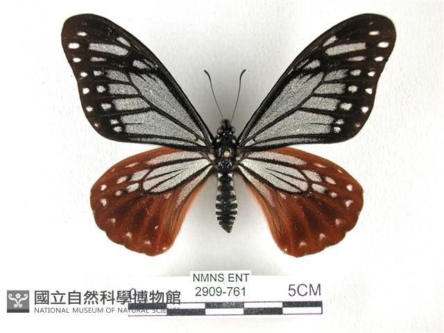 斑鳳蝶藏品圖，第1張