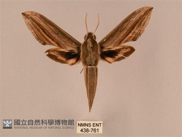 棕綠背線天蛾藏品圖，第1張
