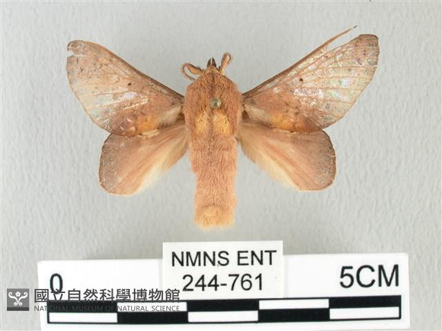 緣斑枯葉蛾藏品圖，第1張