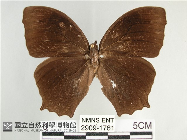 森林暮眼蝶、黑樹蔭蝶藏品圖，第1張