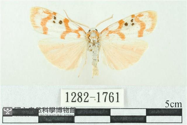 臺雪苔蛾藏品圖，第1張