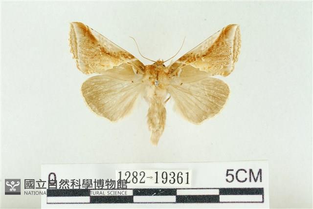 印華波紋蛾藏品圖，第1張