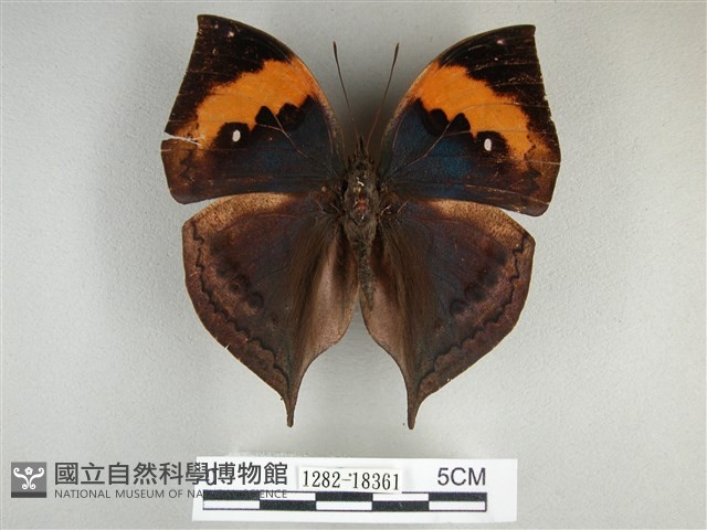 枯葉蝶藏品圖，第1張