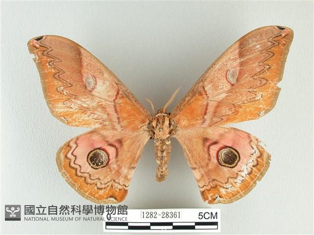 雙黑目天蠶蛾藏品圖，第1張