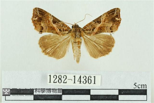 粉紅帶散紋夜蛾藏品圖，第1張