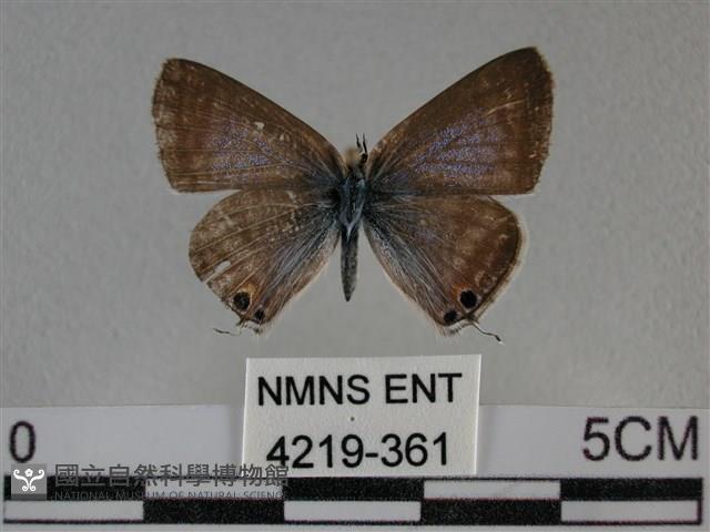 豆波灰蝶藏品圖，第1張