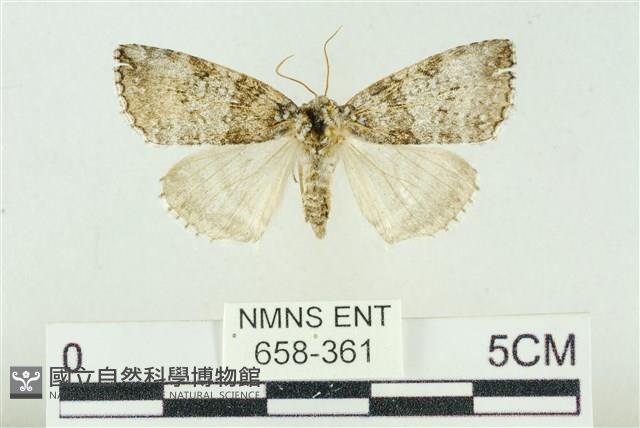 臺灣銀斑異波紋蛾藏品圖，第1張