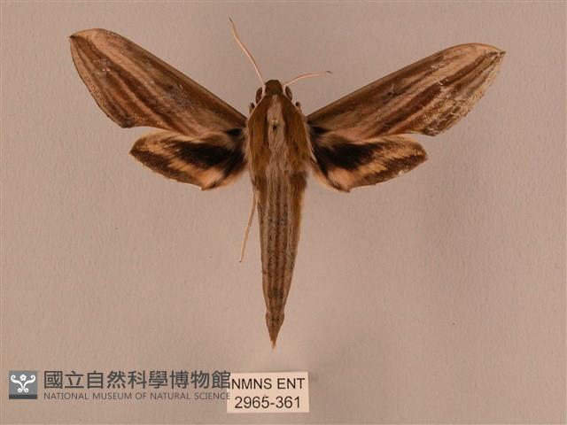 棕綠背線天蛾藏品圖，第1張